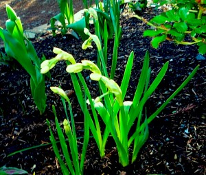 a-bunch-of-narcissus-buds a-bunch-of-narcissus-buds