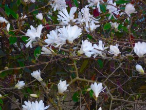 star-magnolia star-magnolia