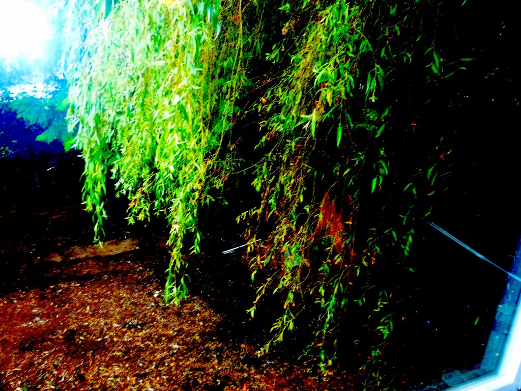 weeping-willow