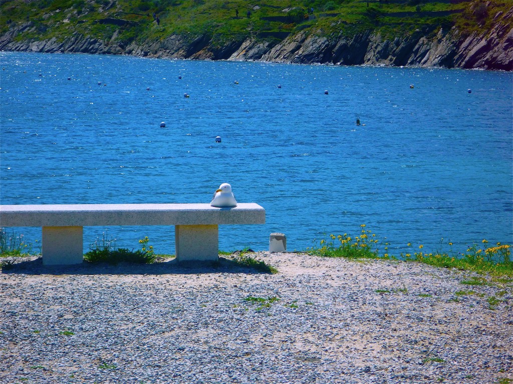 seagull in Spain seagull in Spain