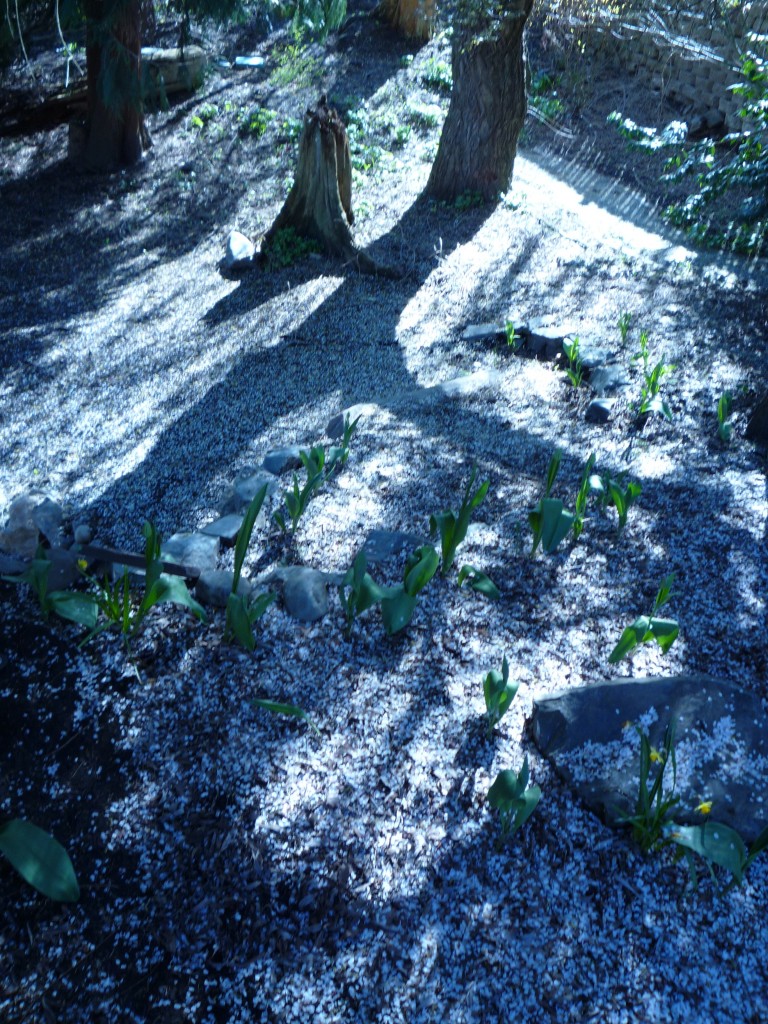 yard with petals
