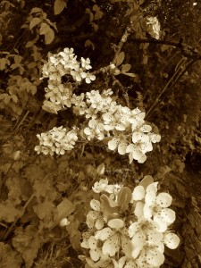 pear blossoms2