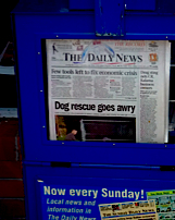 dog-headline