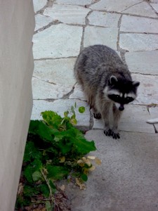 raccoon-visitor