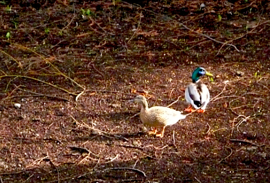 ducks-in-the-yard