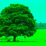green-tree