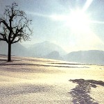 snowscape-tree