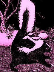 skunk on a rampage