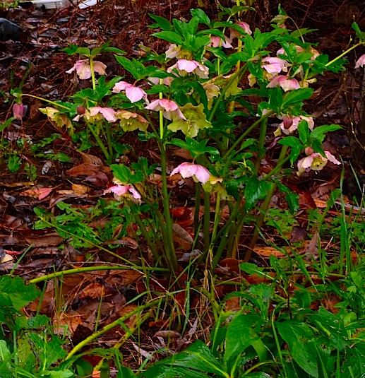 Lenten roses