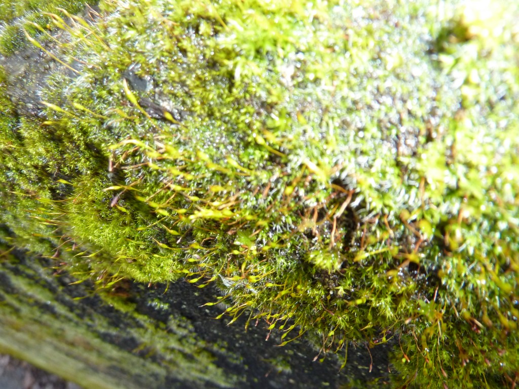 Seattle moss