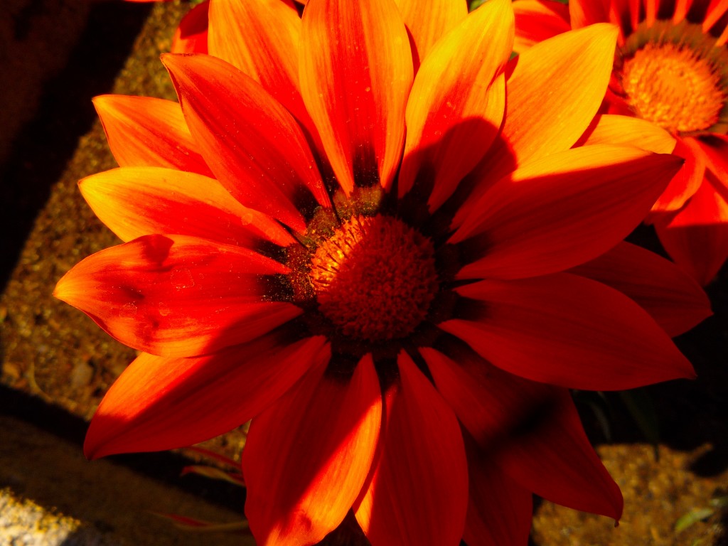 flower in France