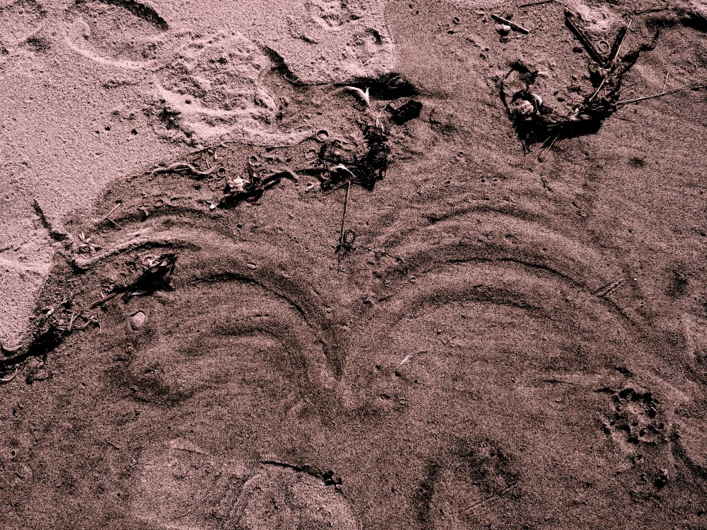 seagull in the sand