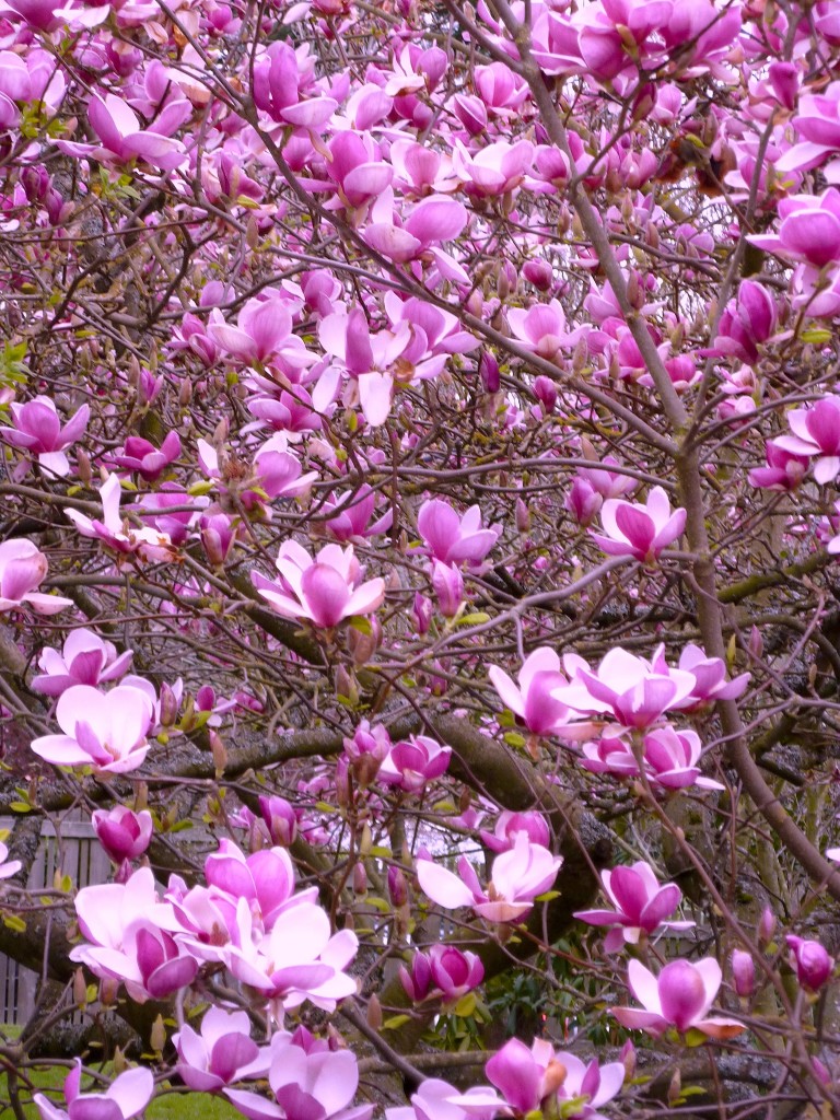 neighbor's tulip tree