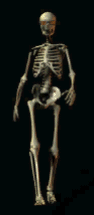 skeleton-gif