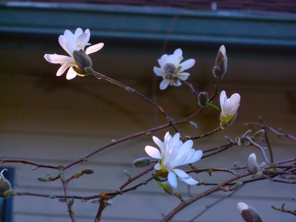 star magnolia blooms