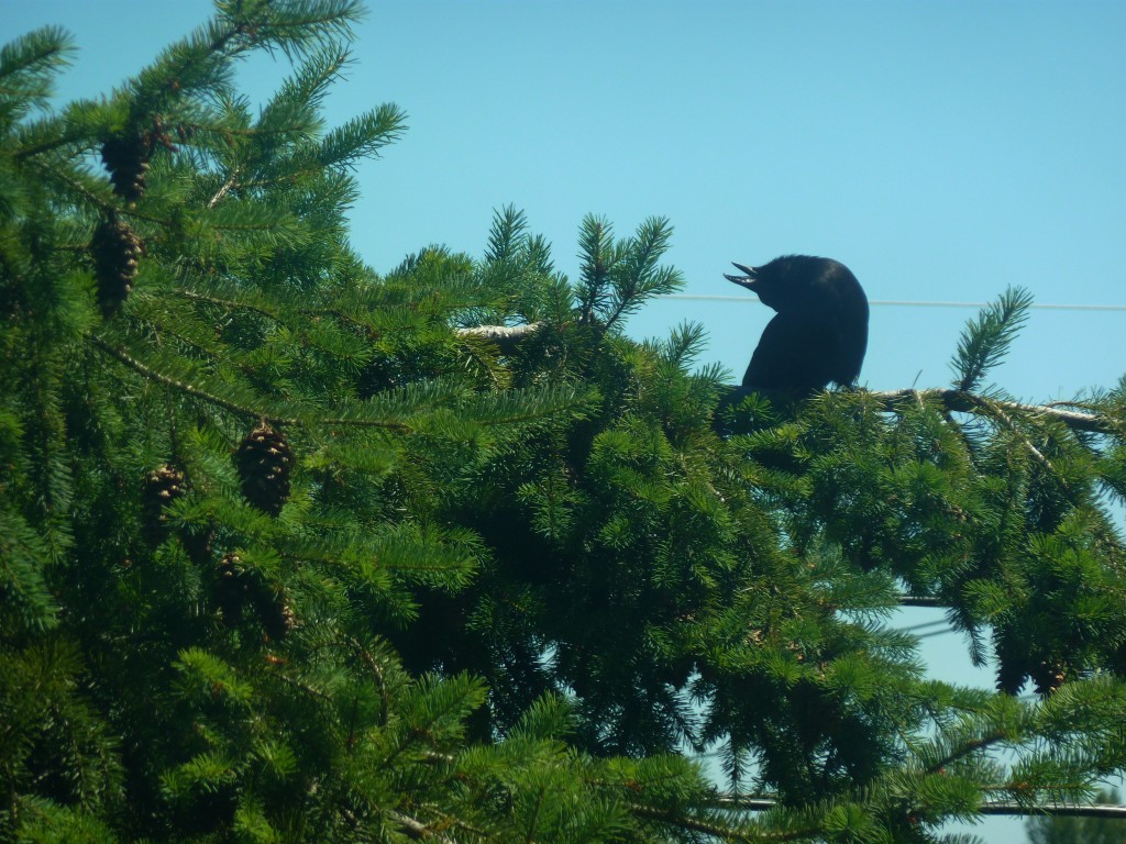 bizarre crow