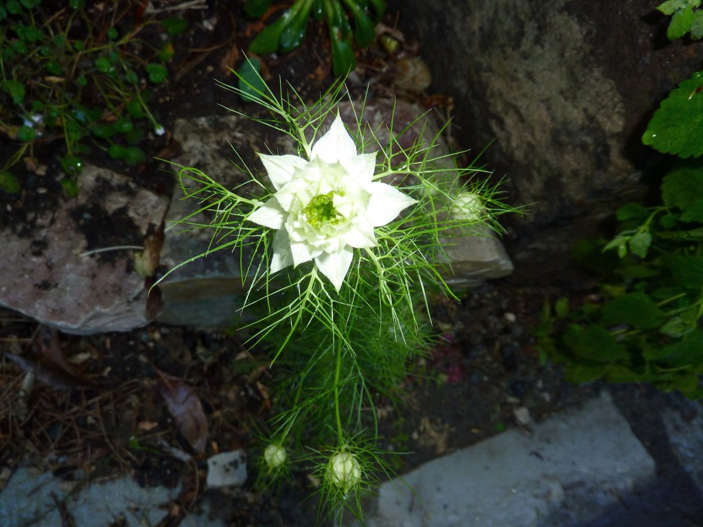 love-in-a-mist