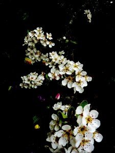 pear blossoms