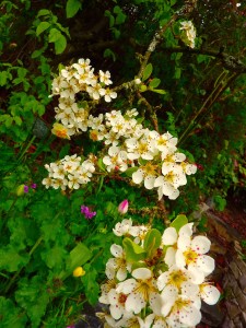 pear blossoms1