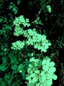 pear blossoms3