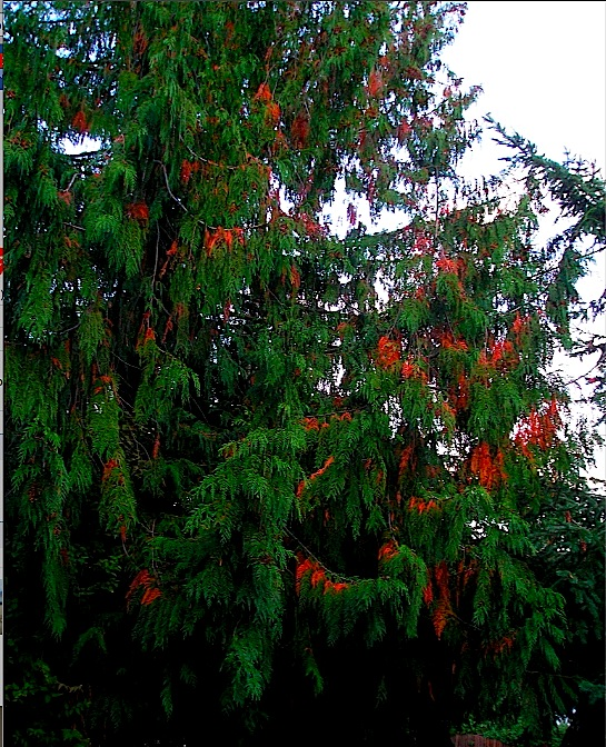 pre-butchered fir tree