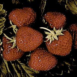 strawberries b & w