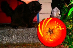 cat and pumpkin