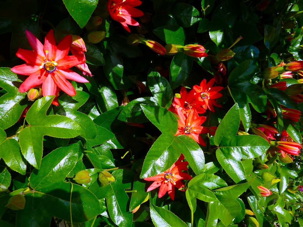 passionflower vine