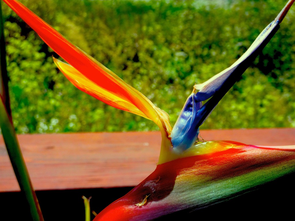 torn bird of paradise