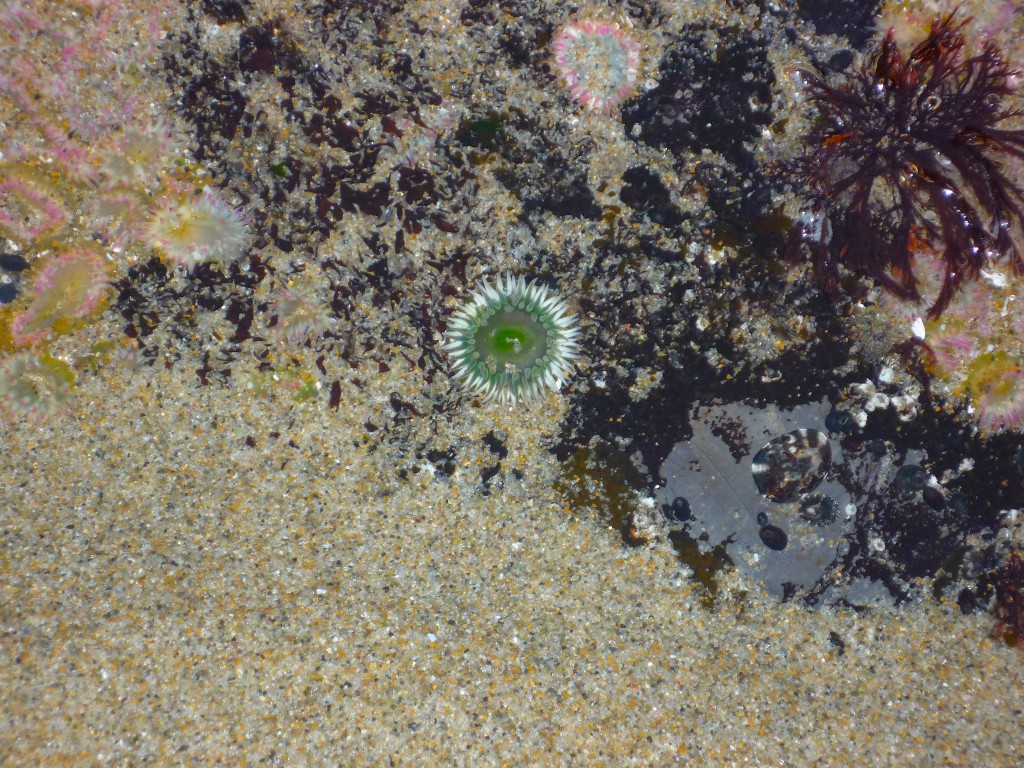 green anemone