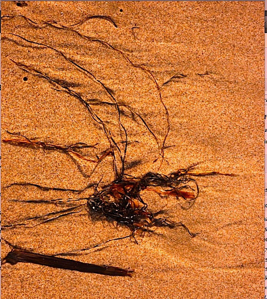 lines in the sand